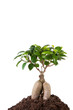 Ginseng ficus tree, white background