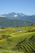 lily flower garden with beautiful mountain scenery lily flower garden with beautiful mountain scenery