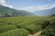 Photo: chinese black tea field with beautiful mountain scenery,Taiwan,a chinese black tea field with beautiful mountain scenery,Taiwan,a