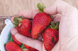 strawberry harvest - hand showing fresh picked strawberries