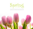 art tulip spring flowers in the sunlight art tulip spring flowers in the sunlight