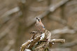 Eichelhäher (Garrulus glandarius)