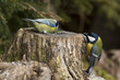 Blaumeise (Cyanistes caeruleus)