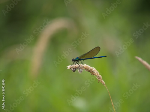 Photo: Libellule Libellule