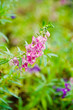 Angelonia Goyazensis Benenth flower.