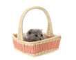 kitten in a basket, isolated.