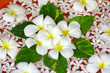flowers floating in water