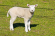 Little Lamb