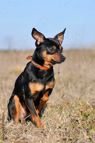 Photo: pinscher nain pinscher nain