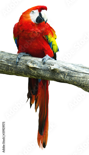 Photo: Ara- Ararauna sitting on a tree on the white. Ara- Ararauna sitting on a tree on the white.