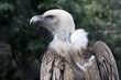 Photo: vulture of snow in the zoo park vulture of snow in the zoo park