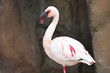 Photo: Italian flamingo in the zoo Italian flamingo in the zoo