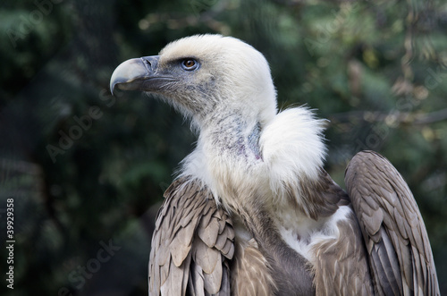 Photo: vulture of snow in the zoo park vulture of snow in the zoo park