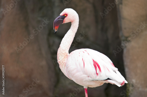 Photo: Italian flamingo in the zoo Italian flamingo in the zoo