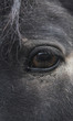 horse eye