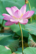 lotus flower living fossil (close up)