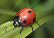 Coccinelle sur un brin d'herbe
