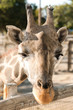 giraffe