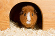 Braunes Meerschweinchen