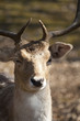 jeune cerf