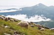 Mountain plain with the sheeps
