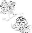 Set of floral design elements -  flowers
