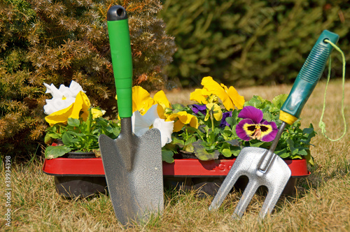 Foto: Stiefmütterchen und Pflanzschaufel Stiefmütterchen und Pflanzschaufel