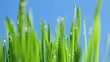 Grass
