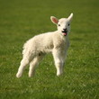 Photo: bleating lamb bleating lamb