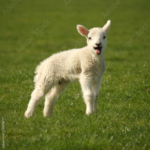 Photo: bleating lamb bleating lamb