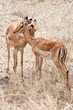 Two Grant’s gazelles