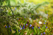 Scilla Blumen