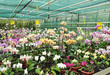 Flora, growing orchids