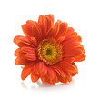 Gerbera Flower