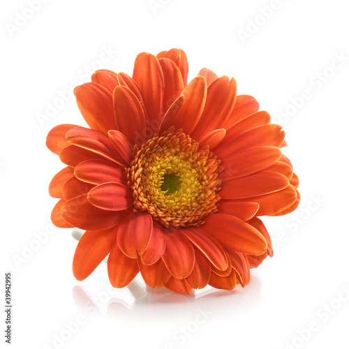 Photo: Gerbera Flower Gerbera Flower