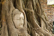 Ancient Buddhism head in root of banyan tree