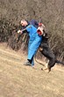 dressage du chien