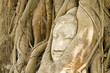 Ancient Buddhism head in root of banyan tree