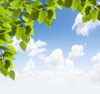 Sun beams and green leaves