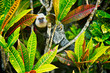 saguinus monkey funny curious facial expression in forest