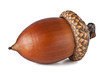 Acorn on a white background