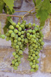 Closeup green grapes against a wall