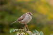 Sparrow in autumn park