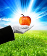 Photo: organic apple organic apple
