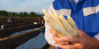 Spargel- jb photo-11