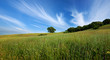 Photo: Green summer field and lone tree Green summer field and lone tree