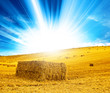 sunshine haystack