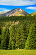 Mountain Forest