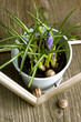 Purple crocus flower Purple crocus flower