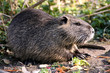 Nutria Nutria